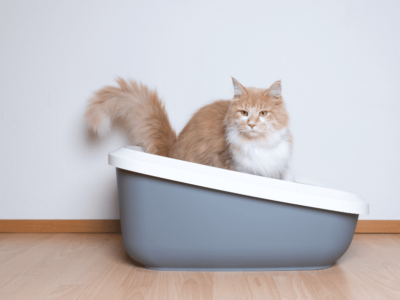 The Surprising Connection Between Cat Litter and Plant Health: A Comprehensive Guide