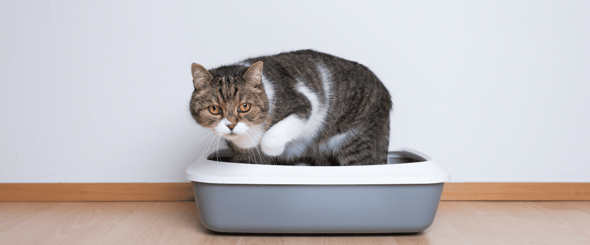 The Ultimate Guide to Cat Litter: Types, Benefits, and Best Practices