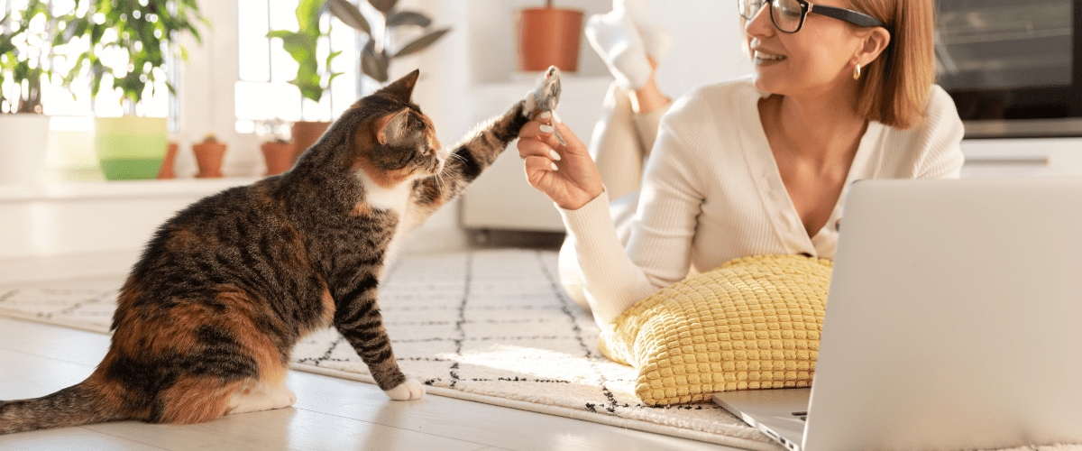 The Green Choice for Your Feline Friend: Exploring Cassava Cat Litter