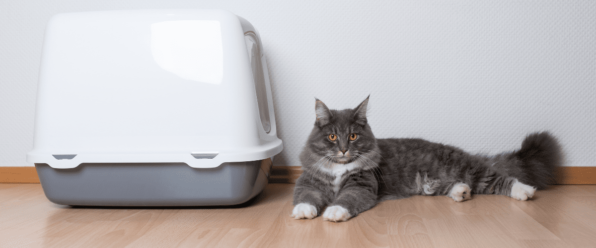 The Ultimate Guide to Cat Litter Boxes: Choosing, Maintaining, and Cleaning