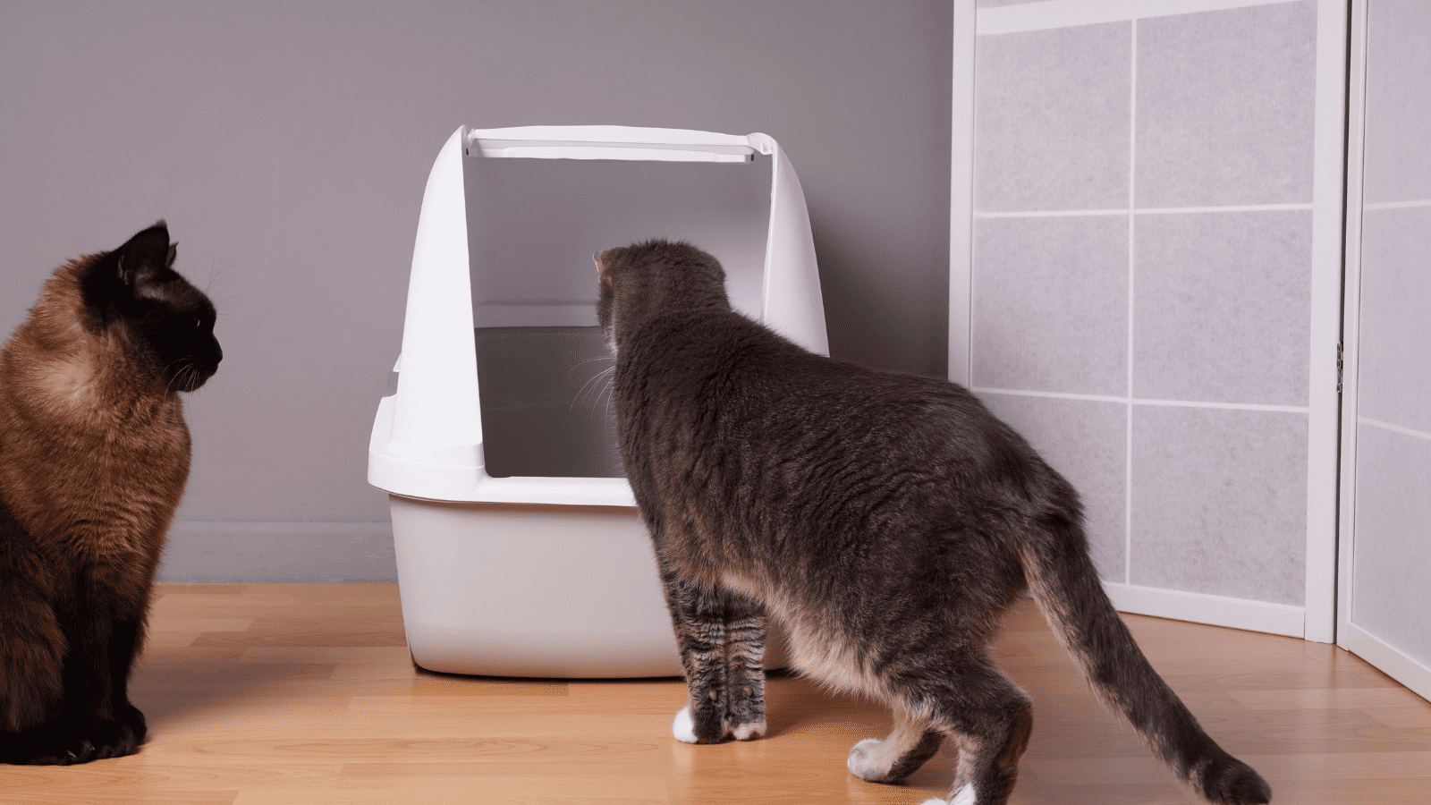 The Green Choice: Exploring the Benefits of Plant-Based Cat Litter