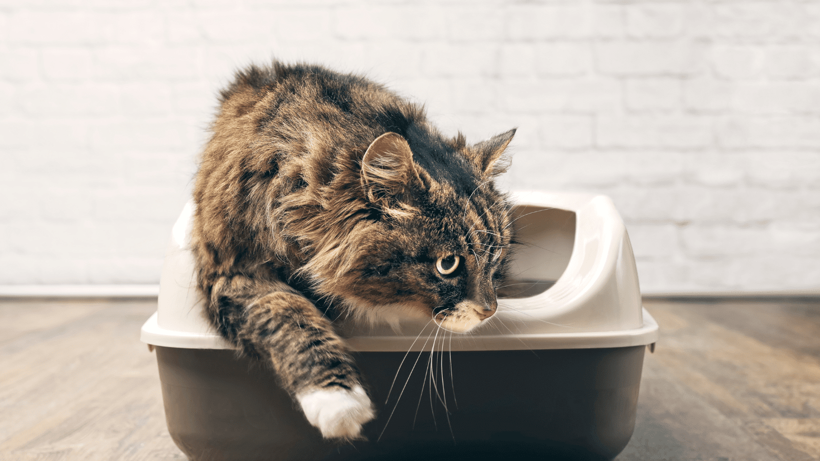 Choosing the Perfect Cat Litter Box for Your Feline Companion