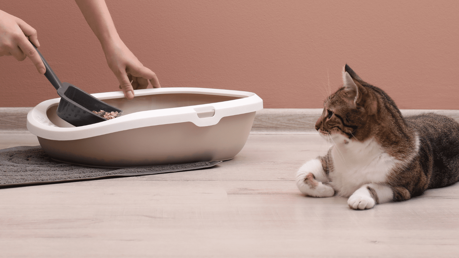 Go Green with Plant-Derived Cat Litter: A Sustainable Choice