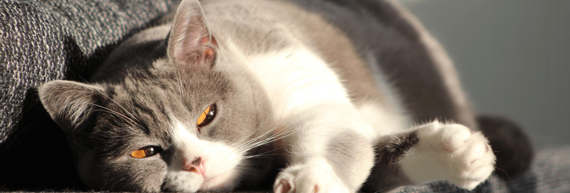 The Eco-Friendly Revolution: Tofu Cat Litter – A Sustainable Solution for Feline Care