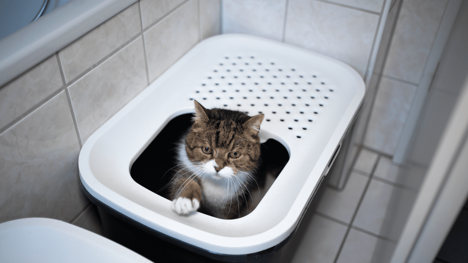 The Revolutionary Rise of Tofu Cat Litter: A Sustainable Solution for Modern Pet Owners