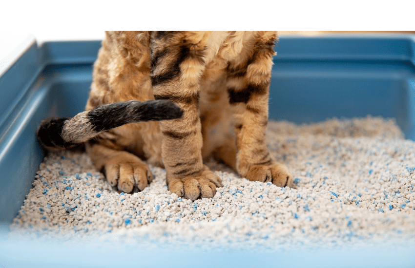 The Importance of Cat Litter Quality in the Pet Industry