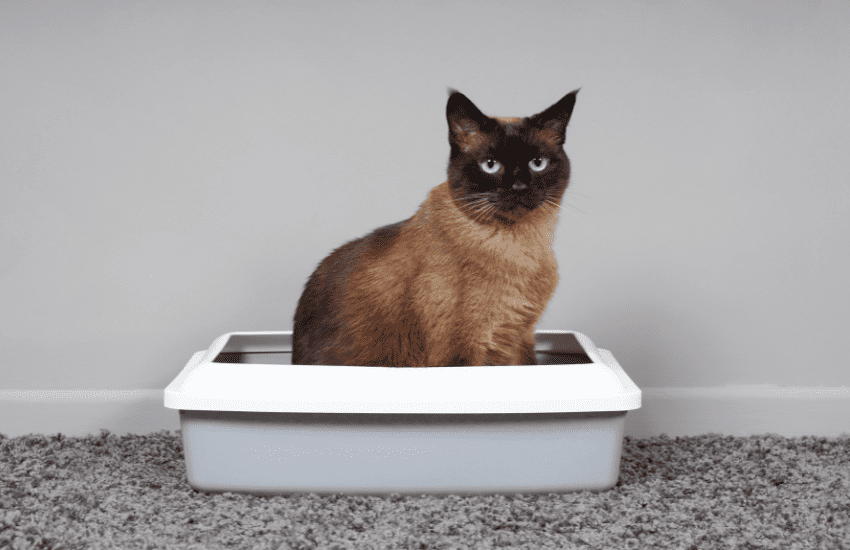 Unveiling the Best Tofu Cat Litter: A Game-Changer for Feline Friends