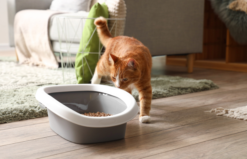 Revolutionizing Pet Care: The Eco-Friendly Cat Litter Solution