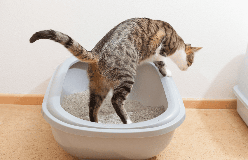 The Scoop on Clumping Bulk Cat Litter Wholesale: A Comprehensive Guide