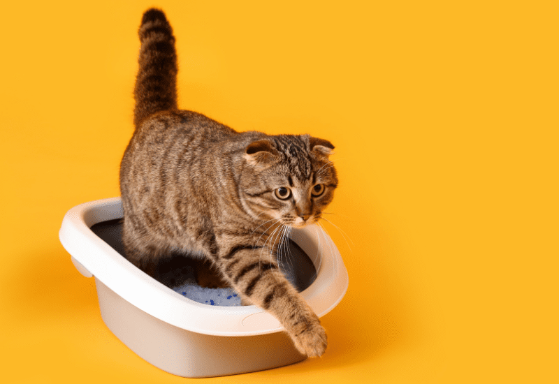 Discover the Purrfect Choice: Natural Tofu Clumping Cat Litter – The Eco-Friendly Solution for a Clean and Happy Cat!