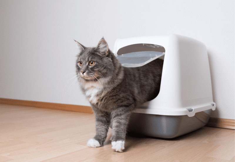 Unveiling the World of Cat Litter: Manufacturers, Suppliers, and Beyond