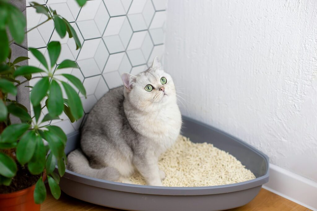 A cute white cat, sitting in a plastic corner tray for animals, with light natural filler