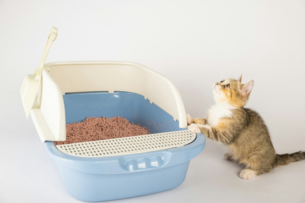 An isolated cat in a litter box underscores the importance of animal care and hygiene. The cat tray