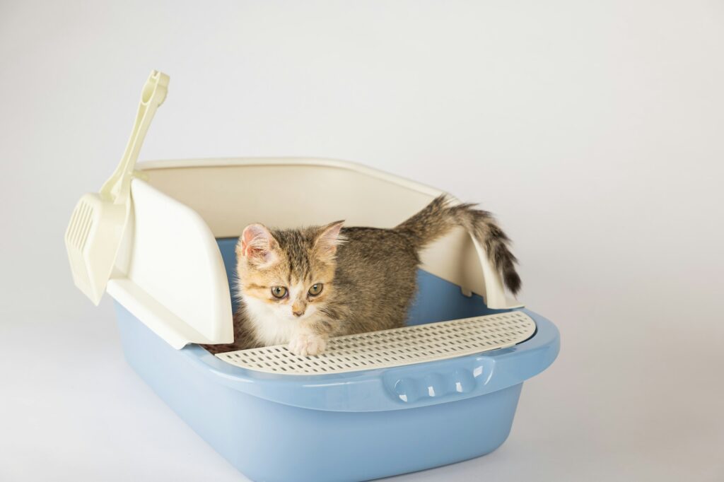 An isolated cat seated in plastic litter toilet box or sandbox set against clean white backdrop