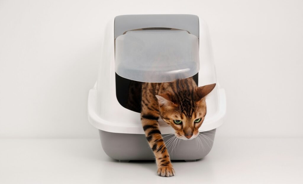 Cat litter box