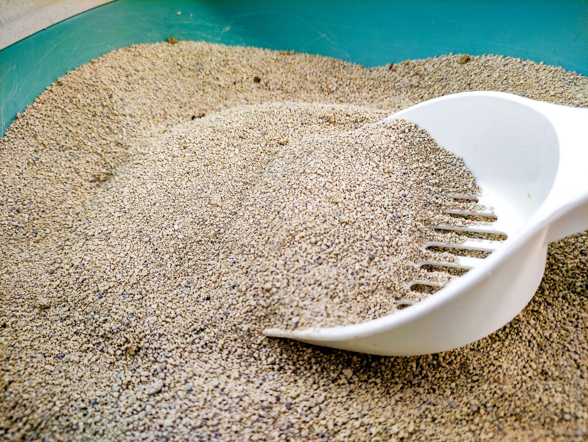 Cat sand with a spoon shovel scoop to clean