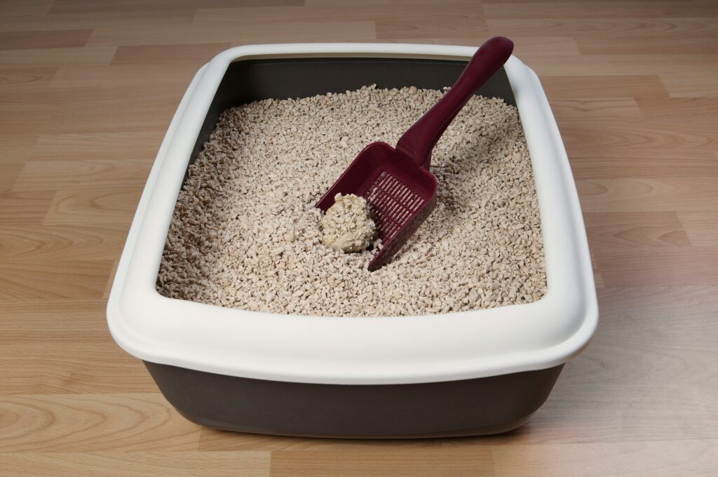 cleaning the cat litter box with scoop. cat toilet is filled biodegradable clumping kitty litter.