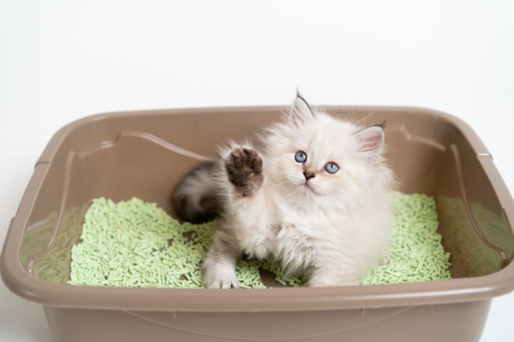 Teaching a little white kitten to the toilet, cat tray and cat litter, British thoroughbred cat