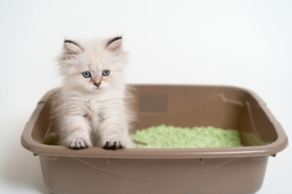 Teaching a little white kitten to the toilet, cat tray and cat litter, British thoroughbred cat