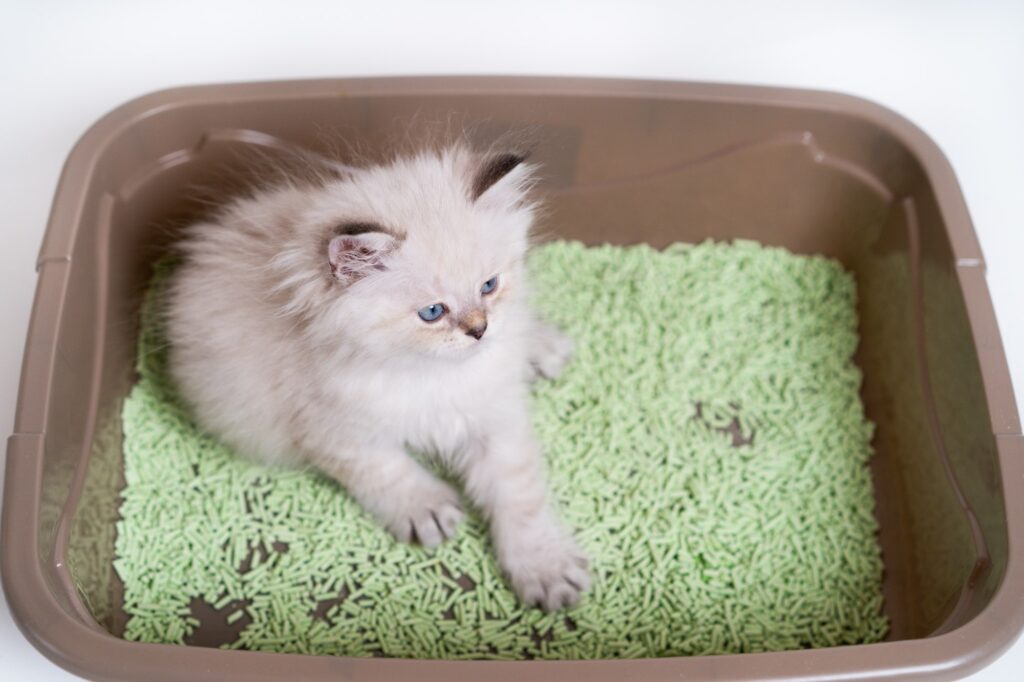 Teaching a little white kitten to the toilet, cat tray and cat litter, British thoroughbred cat